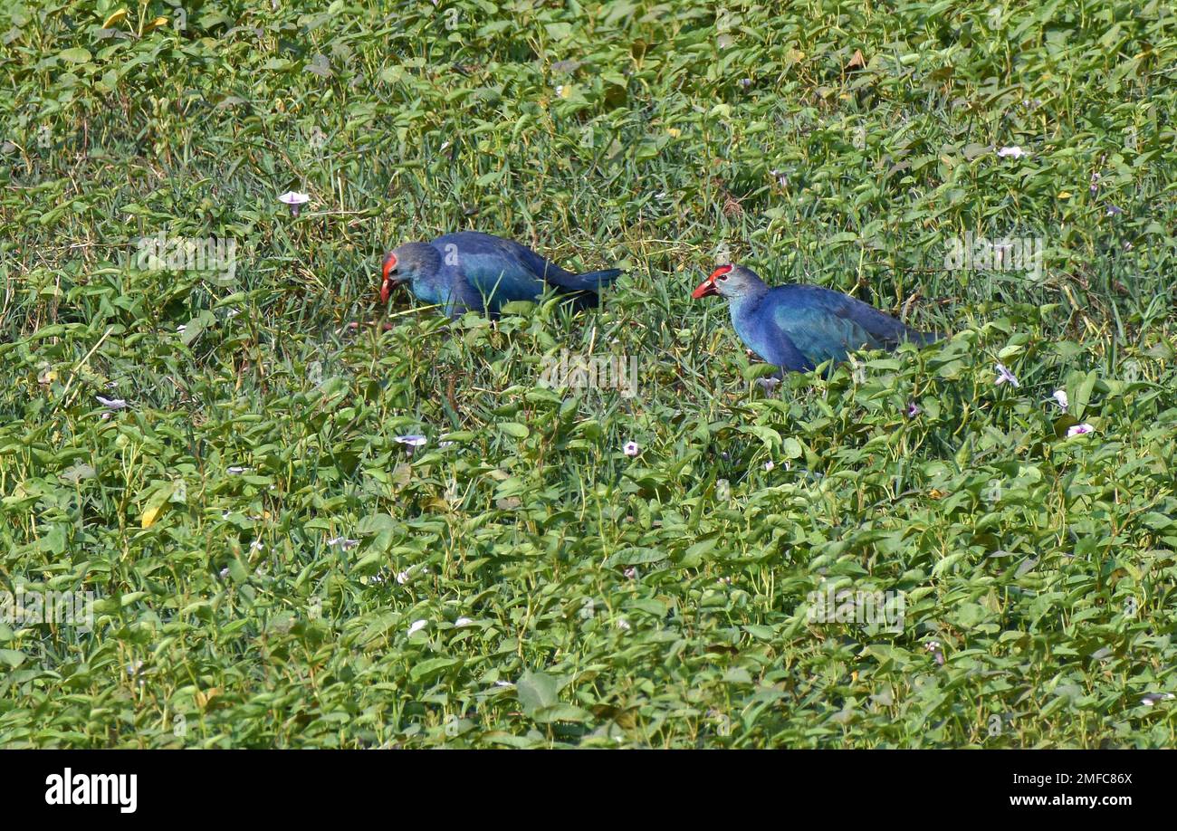 Ahmedabad, Gujarat, India. 22nd Jan, 2023. All'interno del santuario degli uccelli di Thol si possono ammirare dei morheni viola. Il THOL Bird Sanctuary è una zona umida e un habitat importante per l'Unione internazionale per la conservazione della natura (IUCN) specie minacciate e sostiene più di ventimila uccelli acquatici durante l'inverno. La zona umida ospita regolarmente più di cinquemila Glossy Ibis nella stagione migratoria. (Credit Image: © Ashish Vaishnav/SOPA Images via ZUMA Press Wire) SOLO PER USO EDITORIALE! Non per USO commerciale! Foto Stock