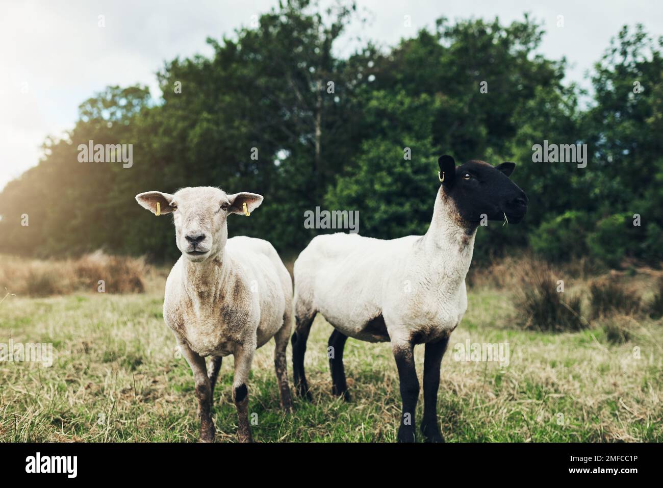 I fratelli Weree non si vedono. Ritratto di due pecore spensierate in piedi insieme su un campo verde all'esterno di una fattoria durante il giorno. Foto Stock