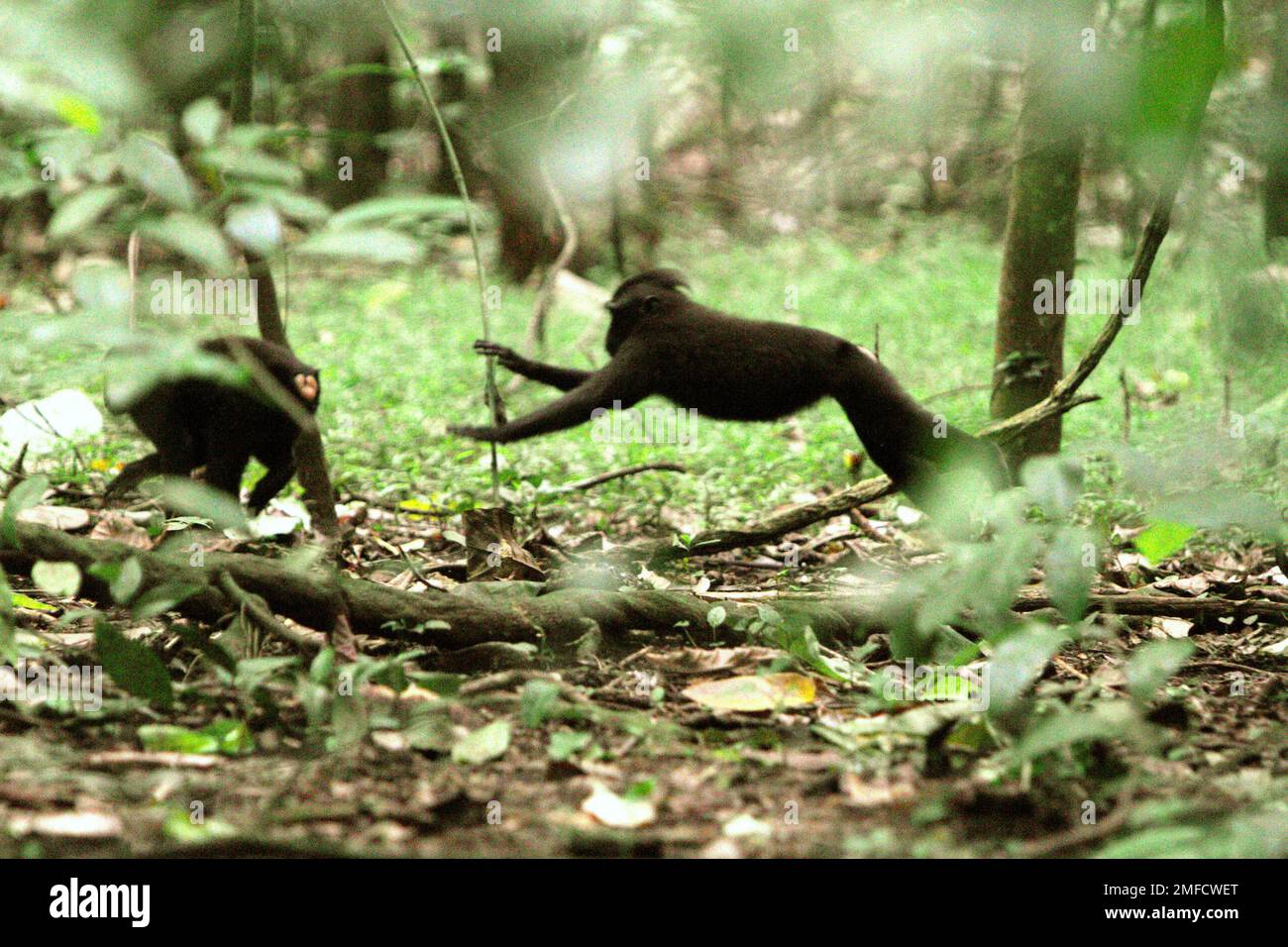 I macachi neri di Sulawesi (Macaca nigra) sono fotografati mentre si inseguono a vicenda nella foresta di Tangkoko, Sulawesi settentrionale, Indonesia. Gli scienziati Primate hanno scoperto che i comportamenti aggressivi (minaccia e attacco) fanno parte delle attività sociali endemiche dei macachi. Le vocalizzazioni aggressive (corteccia, grunt, sonaglino, urlo) e/o le espressioni facciali (bocca mezza aperta, bocca aperta, denti sgranati, stare, movimento della mascella) sono definite come 'minaccia'. Nel frattempo, 'Attack' include comportamenti aggressivi che superano l'intensità della minaccia in attacchi senza contatto (inseguimento, affondo e francobollo), attacchi di contatto e morsi. Foto Stock