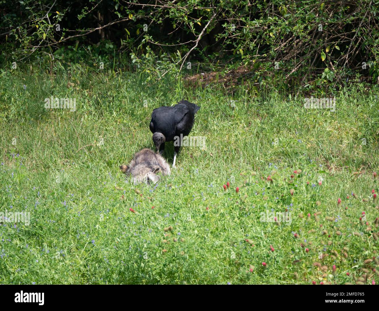 Avvoltoio americano nero o messicano che si nutre su un procione morto in un campo erboso con fiori selvatici. Fotografato con una profondità di campo bassa. Foto Stock