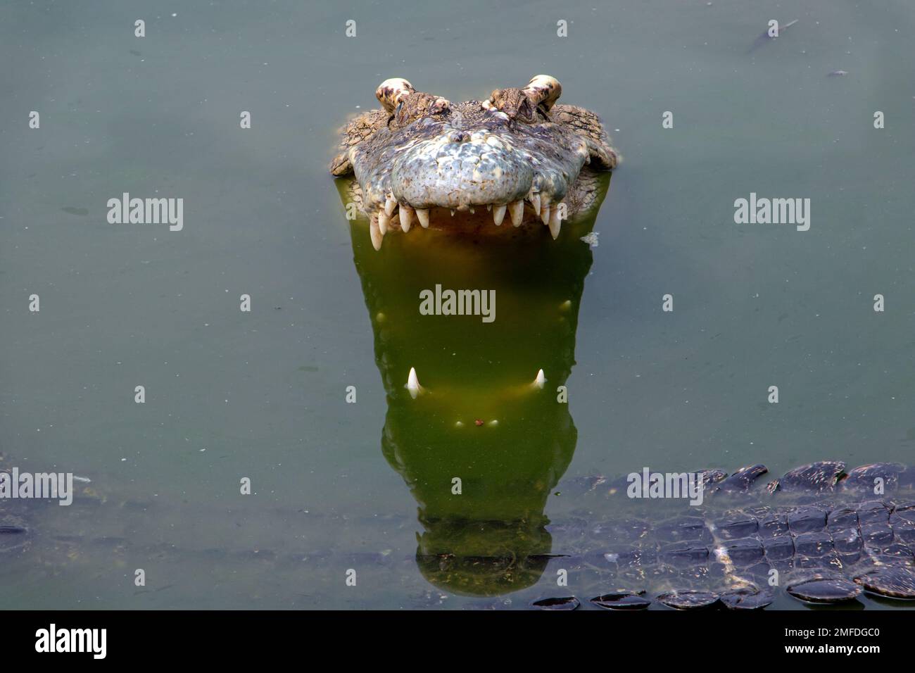 Il coccodrillo con la bocca aperta guarda dall'acqua dove nuota il prossimo coccodrillo Foto Stock