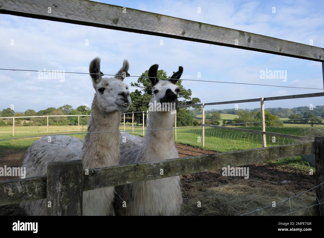 due lama in alpaca fattoria Foto Stock