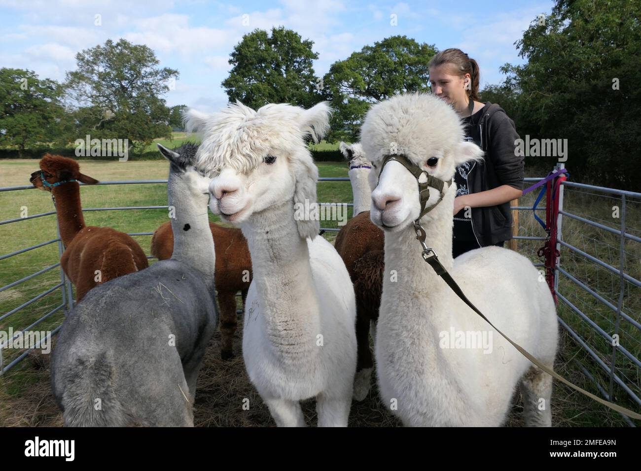 fattoria alpaca Foto Stock