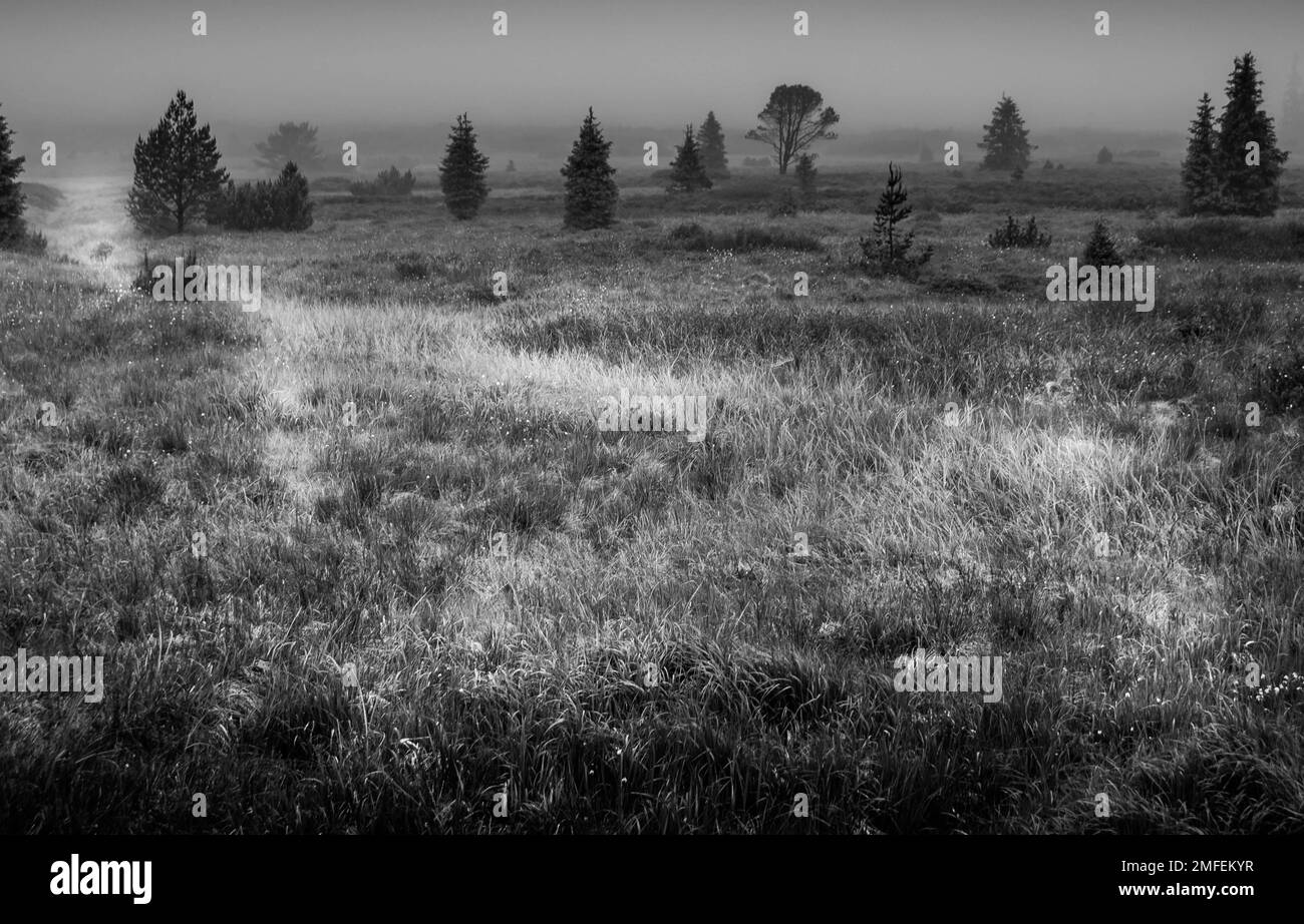 Fotografia in bianco e nero del paesaggio di prati nebbiosi nelle montagne di Sumava nella Repubblica Ceca Foto Stock
