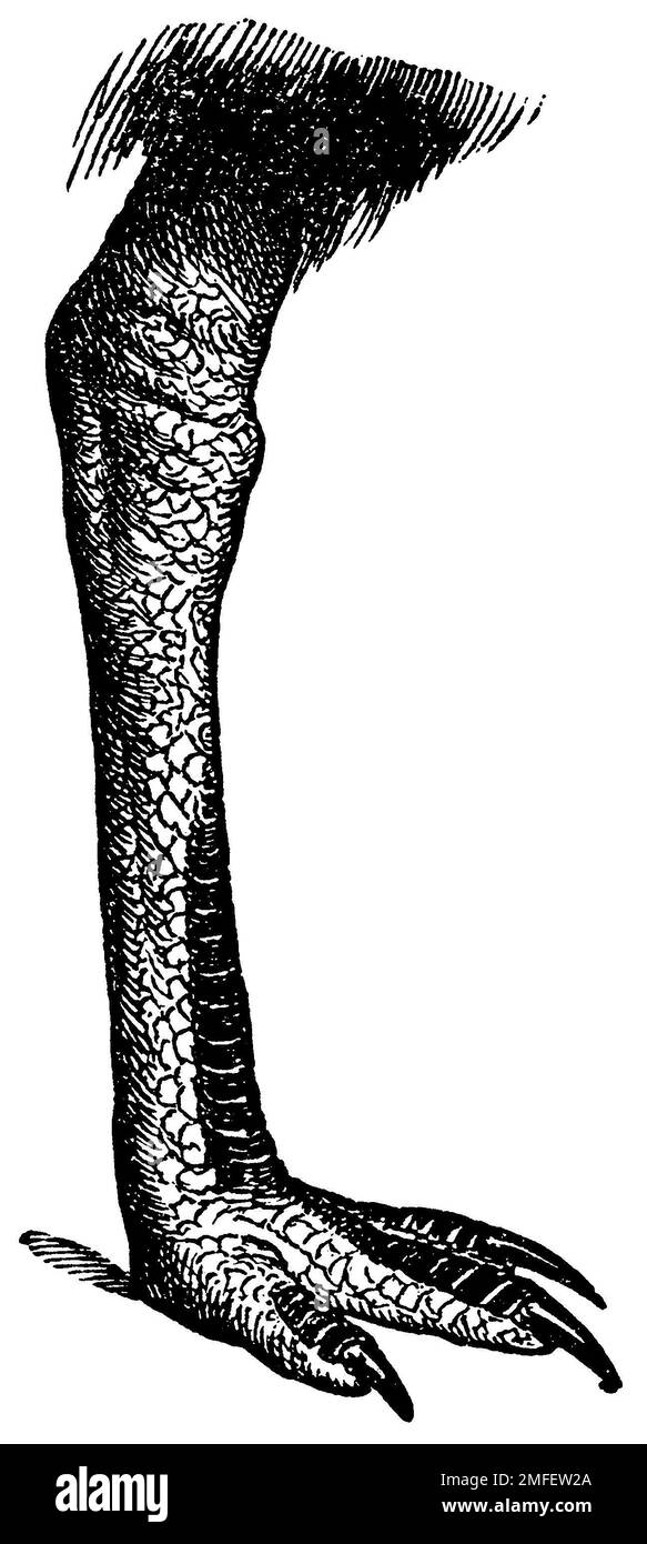 Cassowary del sud, piede di corsa, casuarius casuarius, anonym (libro di zoologia, 1877), Helmkasuar, Lauffuß, Casoar à casque, pied de marche Foto Stock
