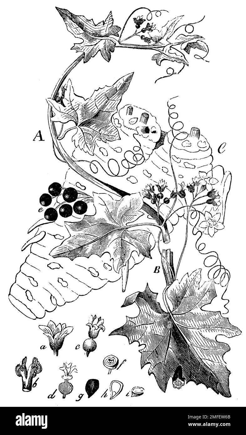 Bryonia bianca, Bryonia alba, Anonym (Biology Book, 1881), Weiße Zaunrübe, bryone blanche Foto Stock
