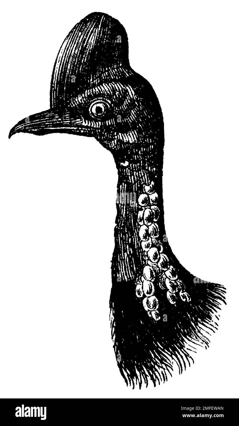 Cassowary del sud, capo, casuarius casuarius, anonym (libro di biologia, 1893), Helmkasuar, Kopf, Casoar à casque, tête Foto Stock