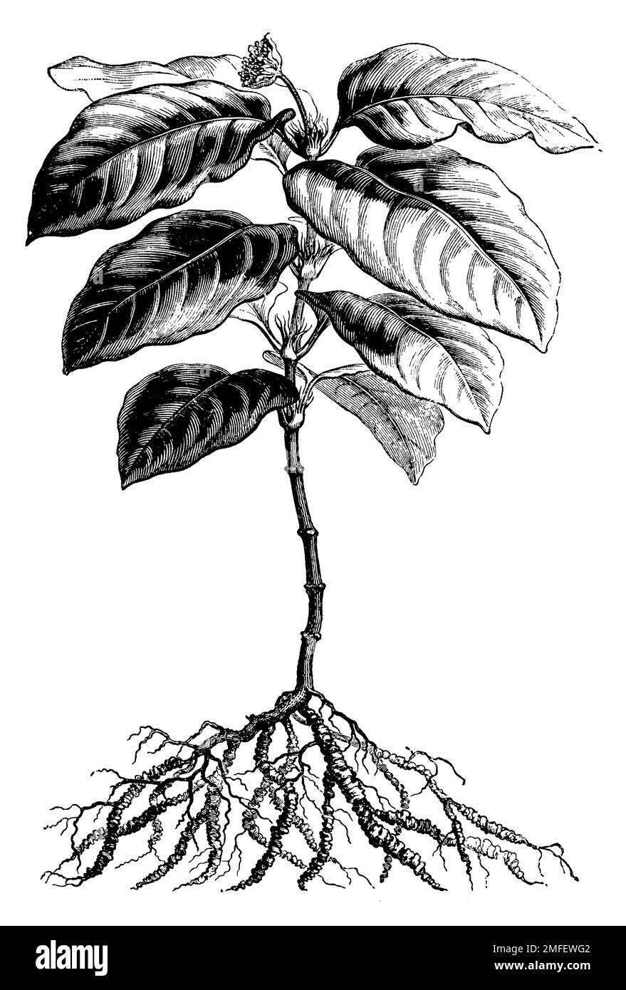 Ipecacuanha, Carapichea ipecacuanha, (libro di botanica, 1899), Brechwurzel, Ipeca, Ipéca ou Ipécacuana Foto Stock