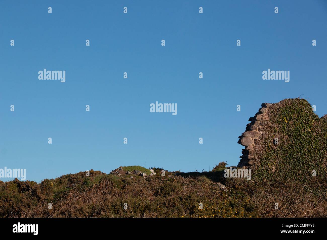 Parete sbriciolante coperta di edera, cielo blu e spazio per la copia Foto Stock
