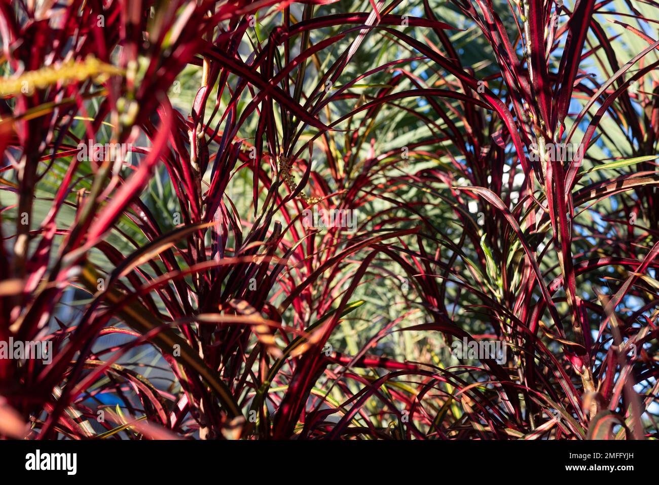 Fuoco crantone o codiaeum variegatum closeup. Foglie strette di crottone di Zanzibar Foto Stock