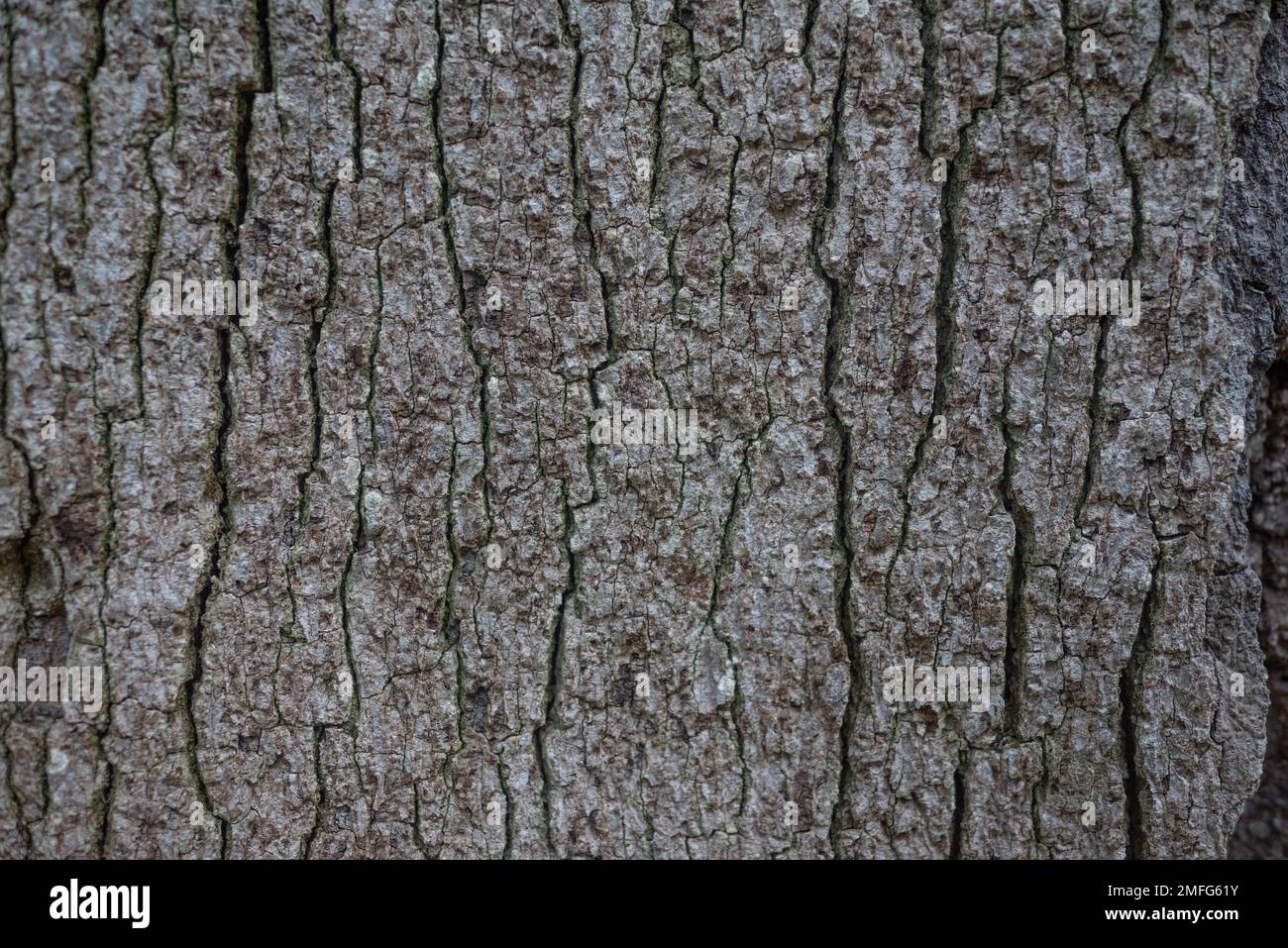 Corteccia struttura primo piano. Sfondo della superficie invecchiato incrinato Foto Stock