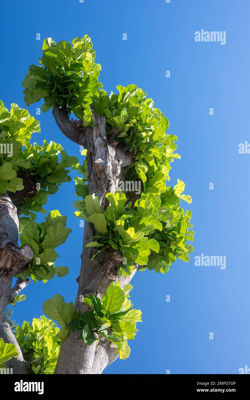 Ficus pandurata o Fiddle-foglia Fig tronco grigio e foglie verdi sul cielo blu Foto Stock