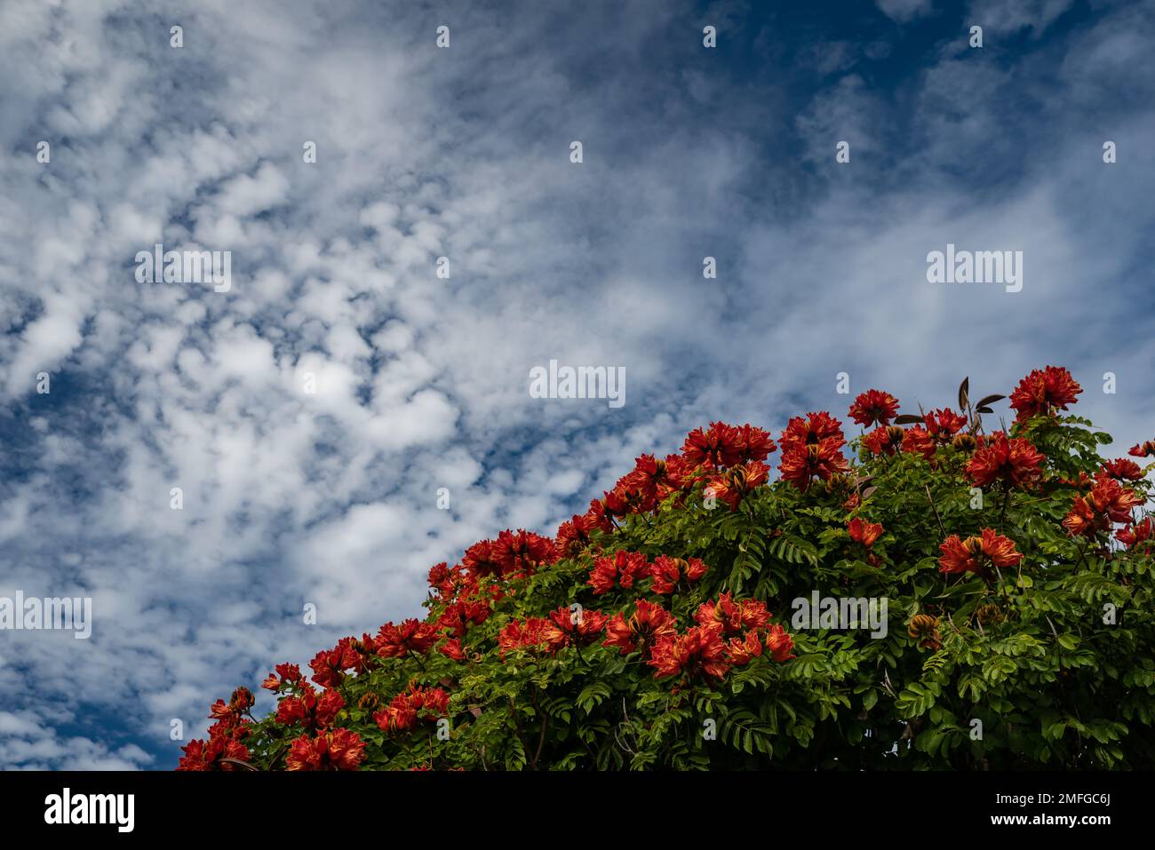 La corona di tulipano africano su cielo blu e sfondo nuvole bianche Foto Stock
