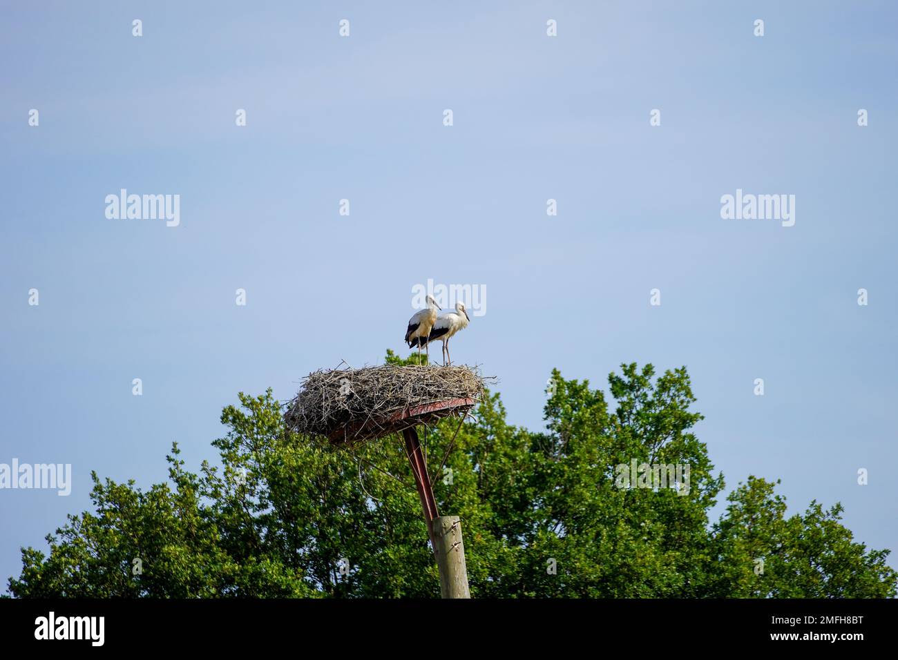 Una coppia di cicogne al loro nido con cielo blu sullo sfondo. Foto Stock