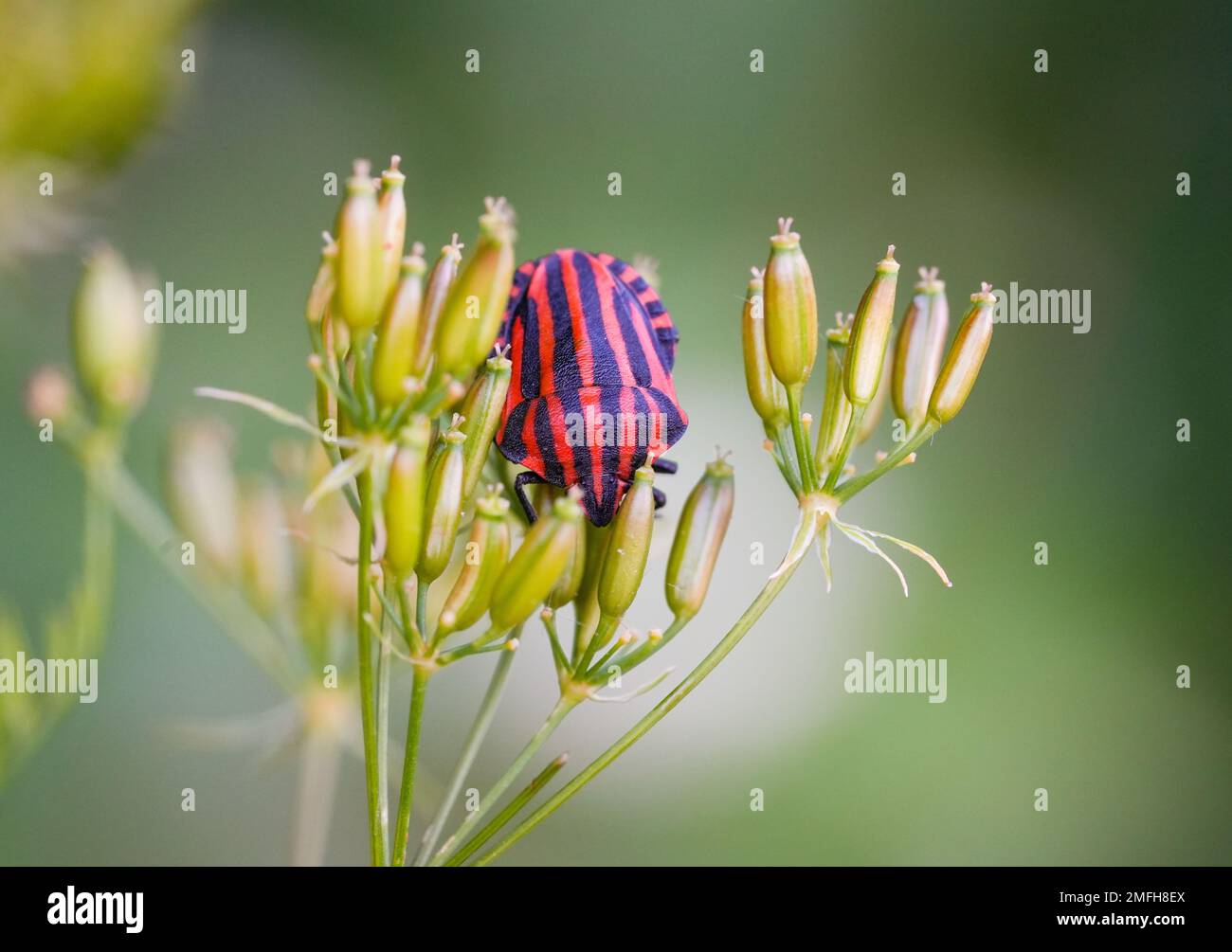 Primo piano di bug striped su una pianta in un ambiente naturale. Grafosoma italicum. Bug minstrel. Foto Stock