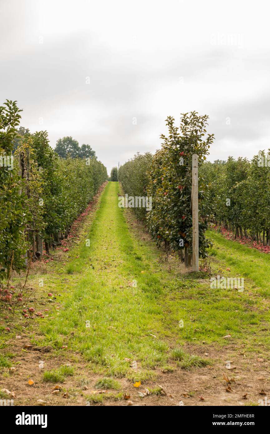 Agricoltura. Frutteto con alberi di mela. Coltivazione di frutta su larga scala. Foto Stock