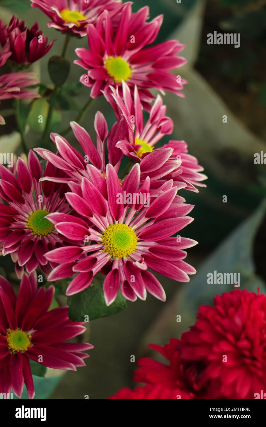 Crisantemo bianco viola rosa. Fiori Сhrysanthemum con i centri gialli e le punte bianche sui loro petali. Bush di piante di giardino d'autunno, fiorito crescente Foto Stock
