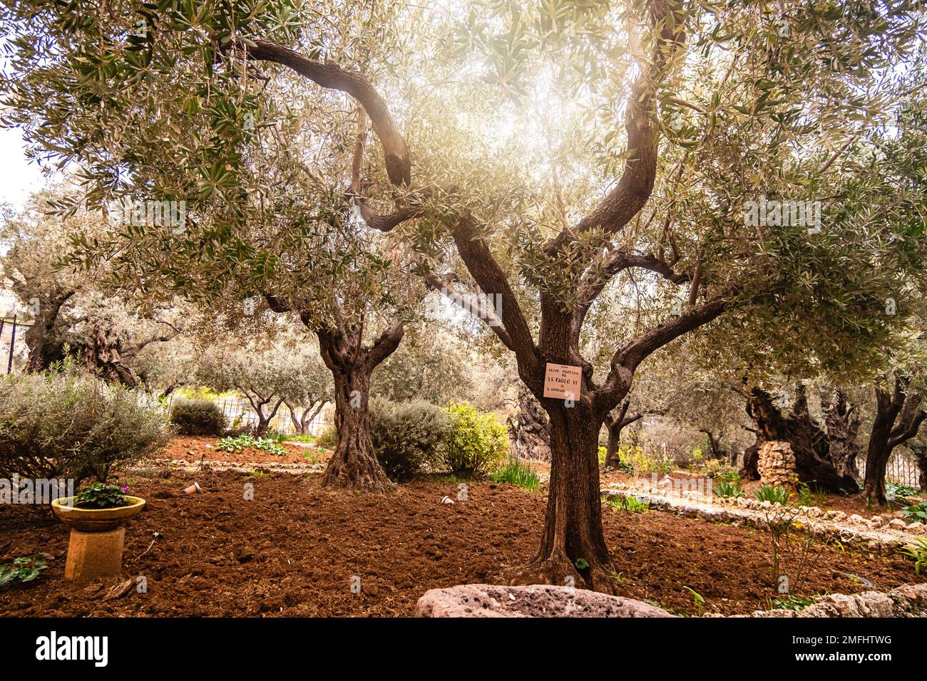 Giardino con olive accanto alla Chiesa di tutte le Nazioni a Gerusalemme. Foto Stock