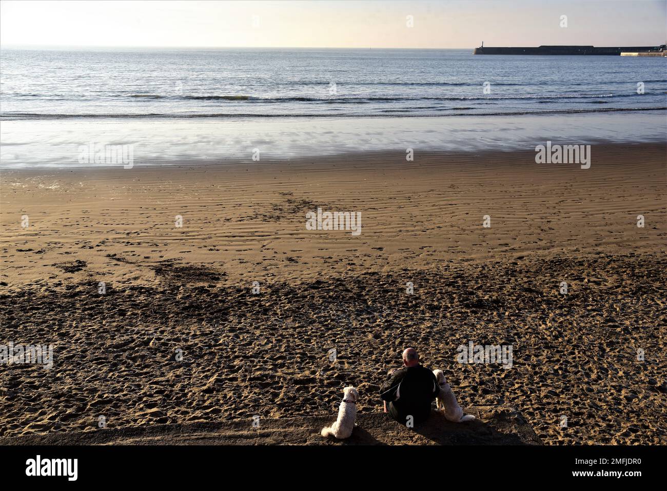 La foto mostra un uomo con due cani seduto su un muro a Coney, Sandy Beach, Porthcawl, Galles del Sud. Sta guardando fuori al mare con la marea che entra. Foto Stock