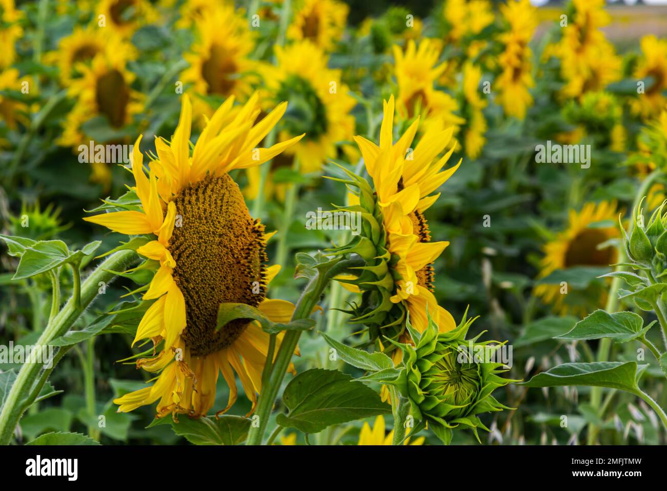 un giovane girasole inaperto cresce in un campo. concetto di coltivazione di girasole. Foto Stock