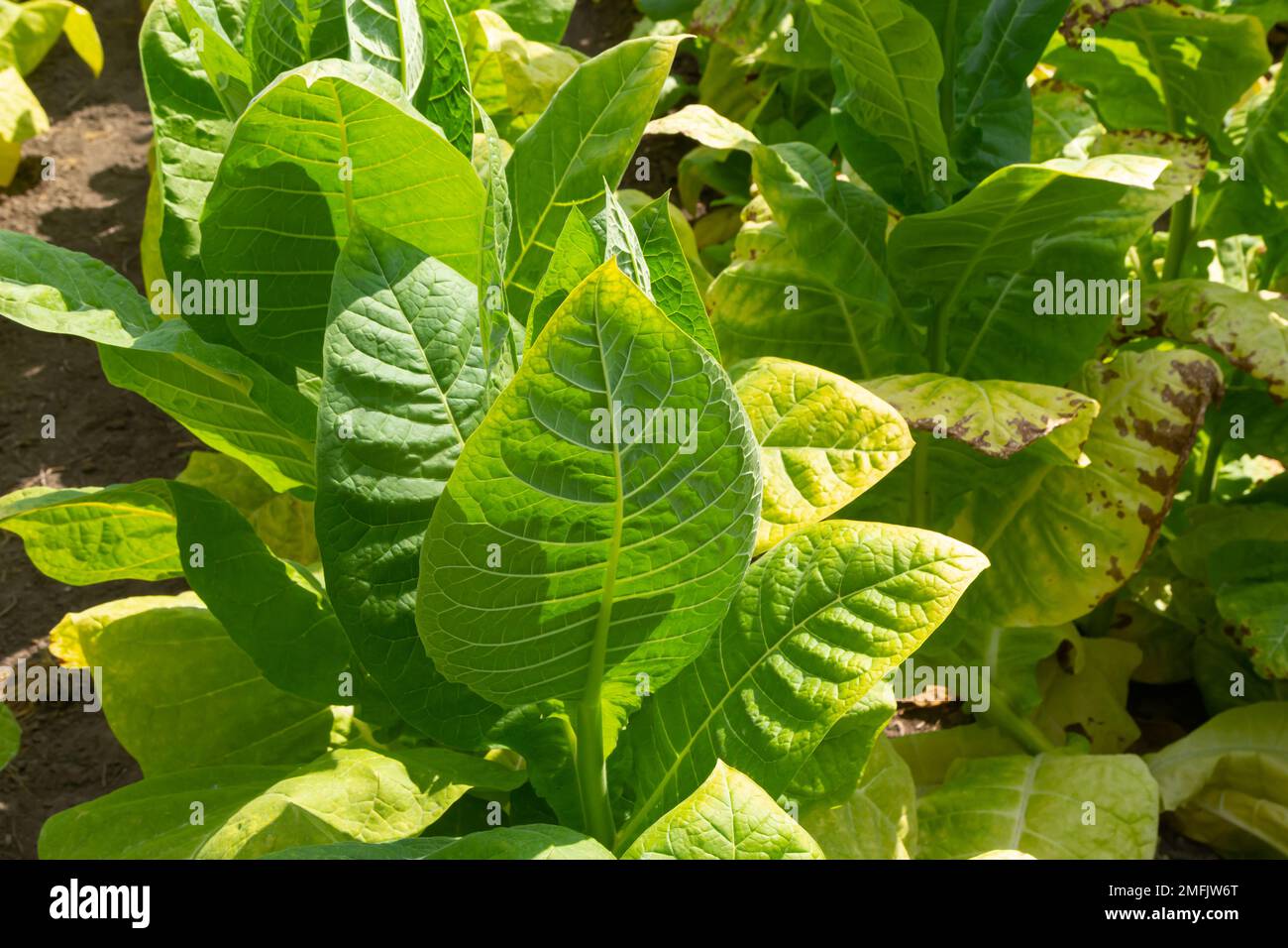 Tabacco verde in foglia in uno sfondo di campo di tabacco sfocato, primo piano. Tabacco colture di foglie grandi che crescono in campo di piantagione di tabacco. Foto Stock