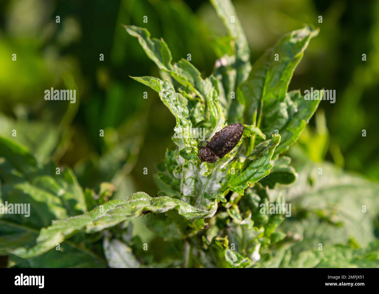 Il culo di culo è un uccello della famiglia degli Psittacidi. È comunemente noto come lo scarabeo a scatto rivestito. Le larve sono im Foto Stock