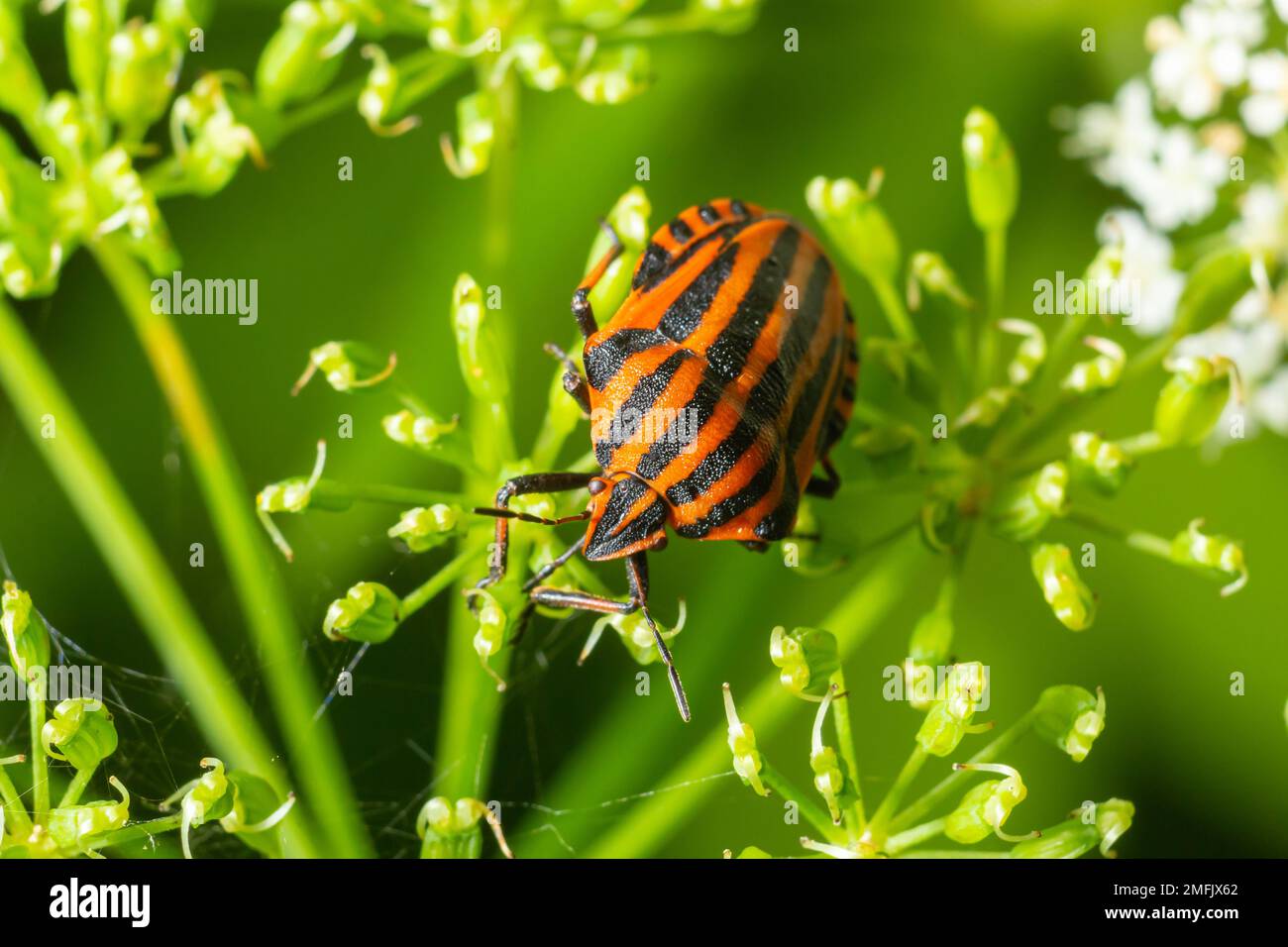 Bug di Minstrel europeo o insetto di scudo a strisce italiano, Graphosoma lineatum, arrampicandosi su un manto erboso. Foto Stock
