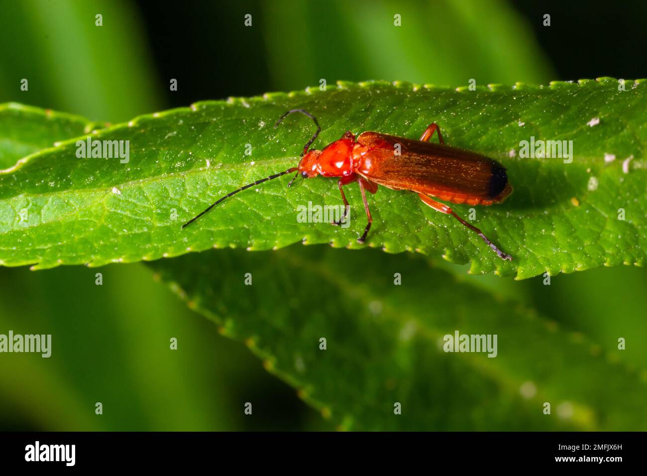 Rhagonycha fulva, il soldato rosso comune scarabeo su una foglia di erba. Foto macro, sfondo sfocato. Foto Stock