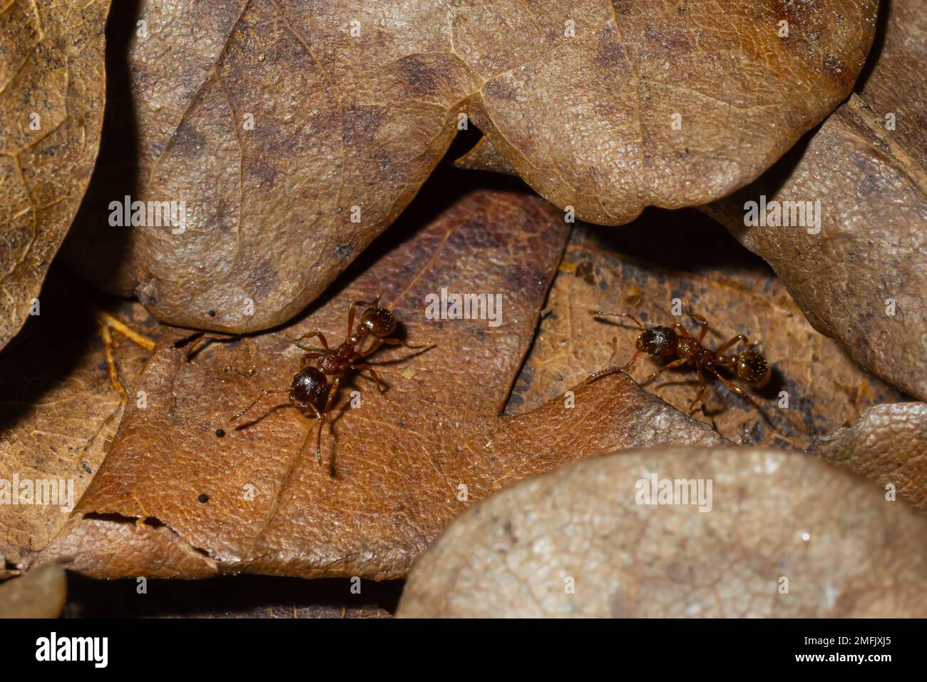 Myrmica ruginodis che trasporta la larva grande. Una formica rossa che sposta un grub in sicurezza all'interno di un nido disturbato. Foto Stock