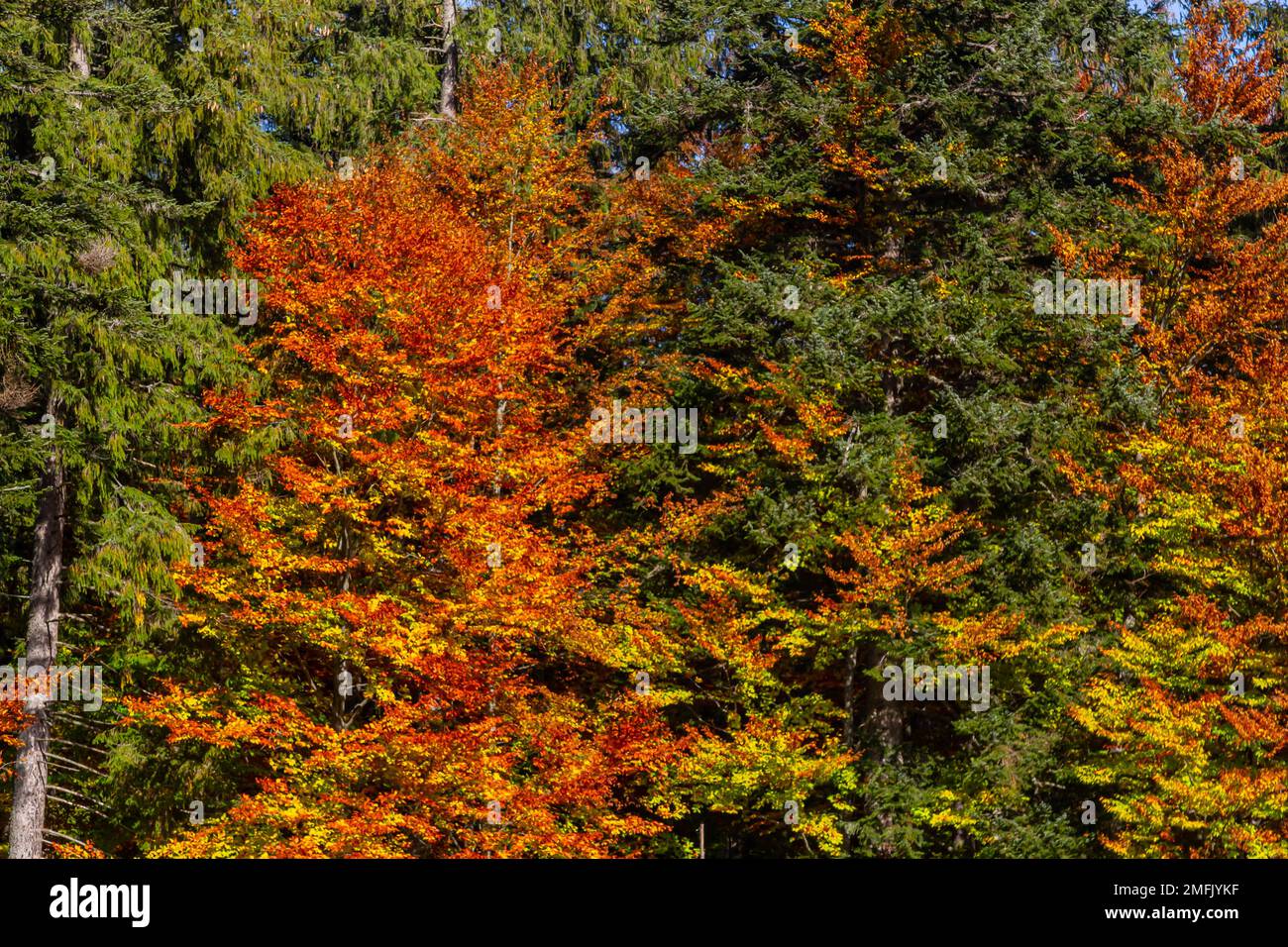 osserva le colorate corone degli alberi autunnali e lo sfondo blu del cielo, il faggio arancione e l'albero di quercia, l'acero giallo e le foglie di abete verde. Foto Stock