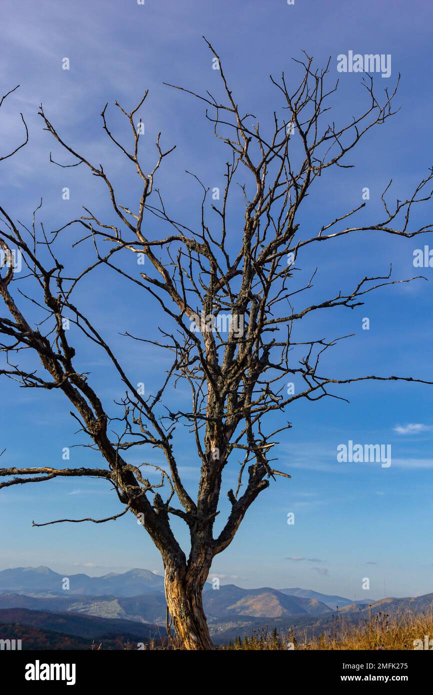 L'albero vecchio e completamente asciutto che cresce contro il cielo blu. Foto Stock