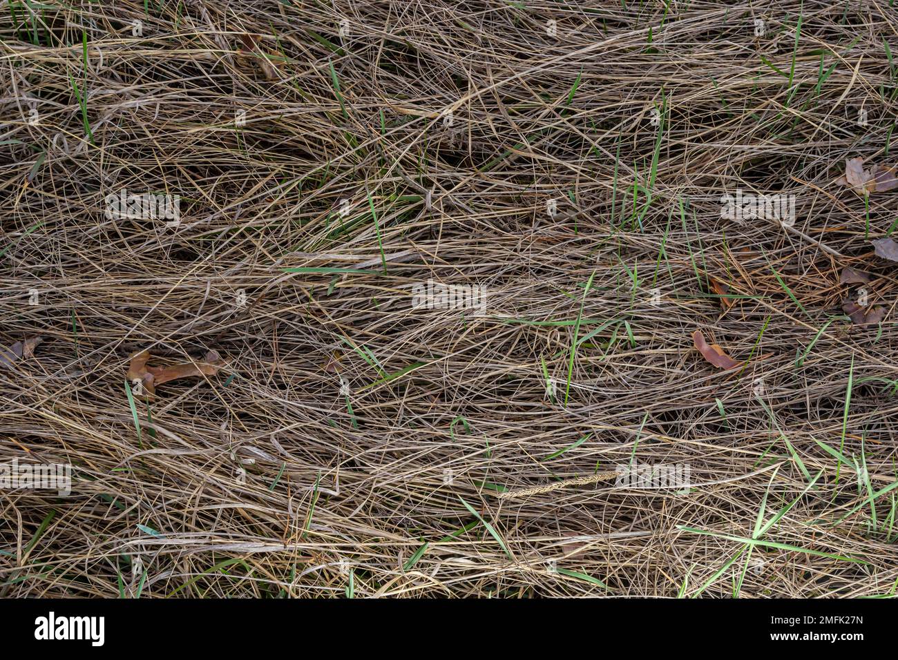 Primo piano di vecchia erba secca invecchiata paglia trama sfondo. Macro di un ambiente naturale testurizzato. Foto Stock