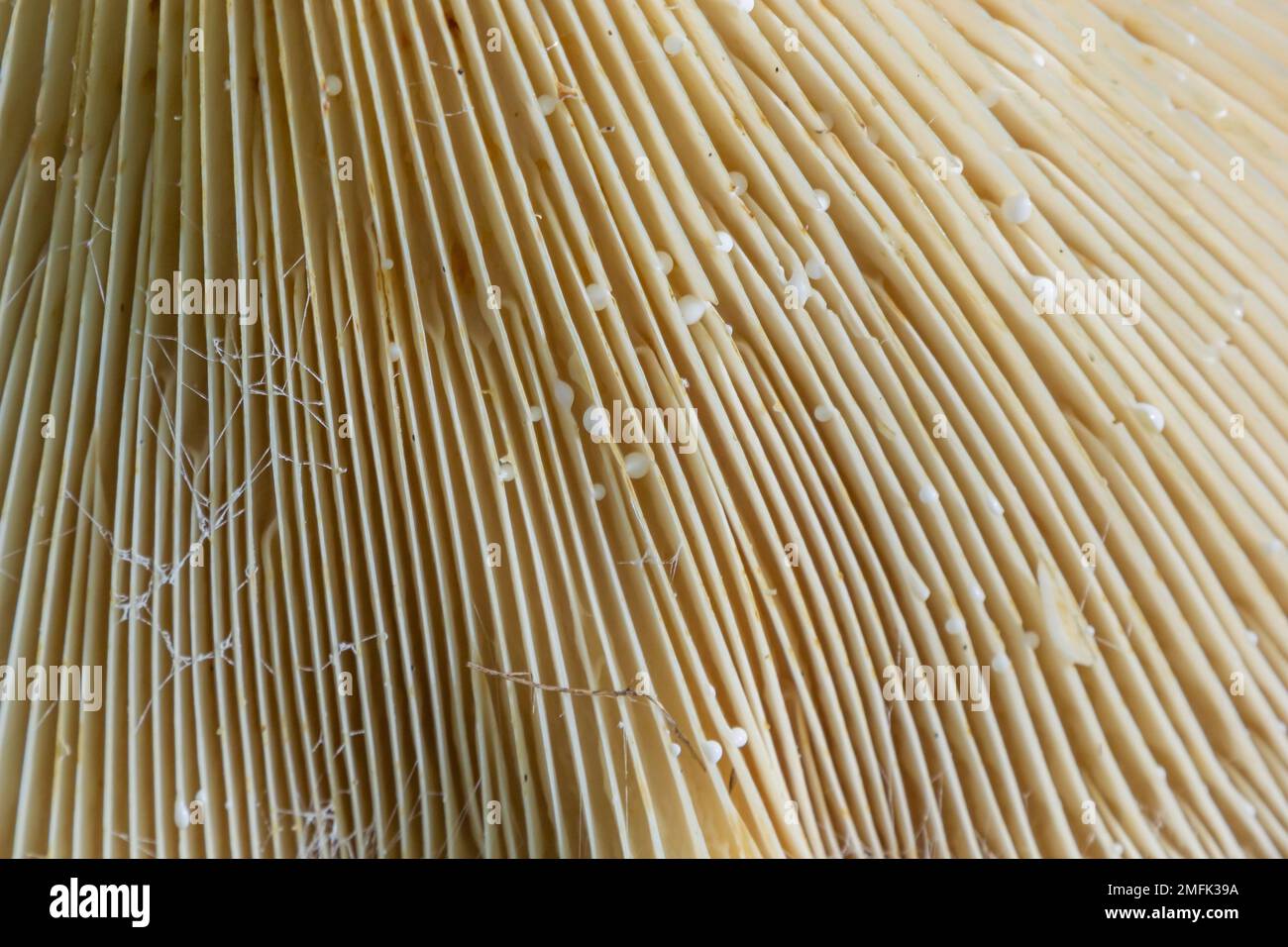 Una vista delle branchie del fungo ombrello. Primo piano con texture a fungo. Foto Stock