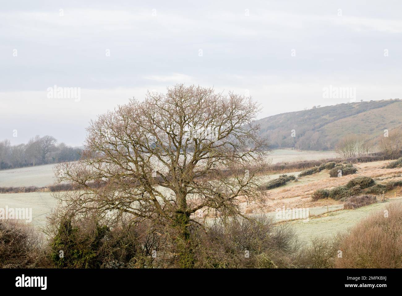 Vista su alberi e colline in Dorset rurale su un inverno mattina Foto Stock