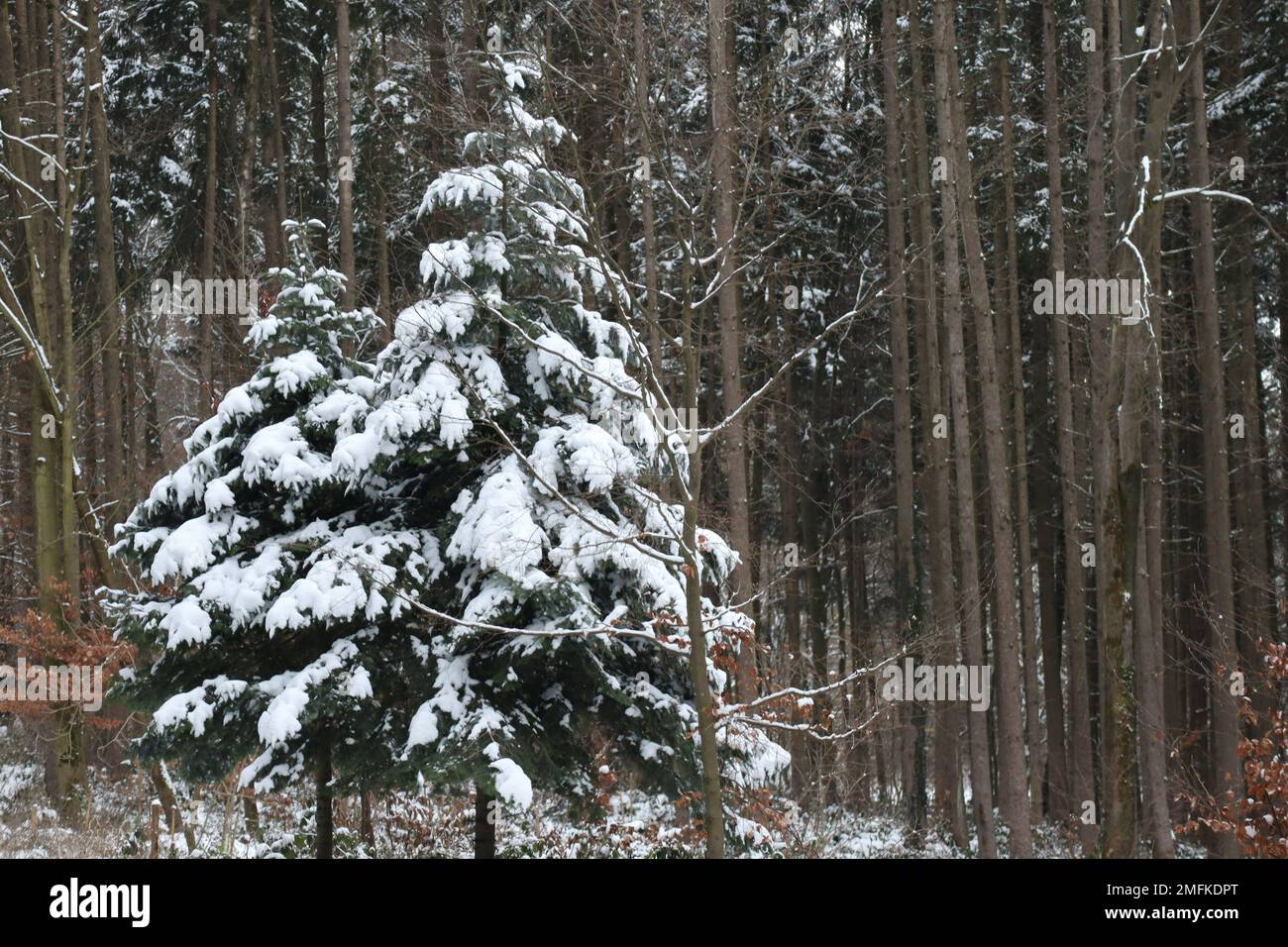 Due Fir di fronte a una foresta di pini Foto Stock