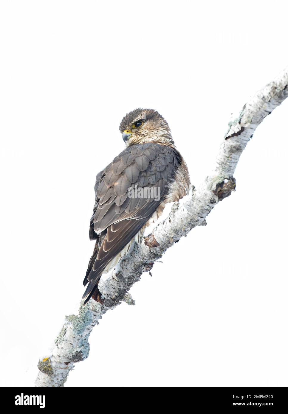 Merlin (Falco colombarius) un piccolo falco isolato su sfondo bianco arroccato su un ramo di caccia in inverno. Foto Stock