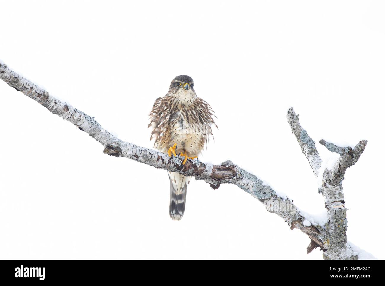 Merlin (Falco colombarius) un piccolo falco isolato su sfondo bianco arroccato su un ramo di caccia in inverno. Foto Stock