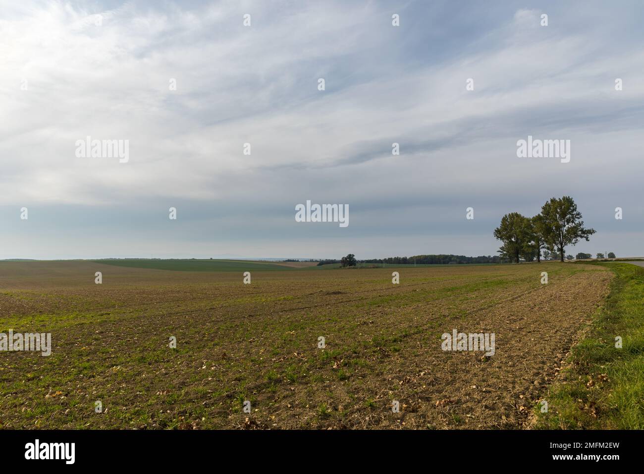 Un solo albero in lontananza, contro un campo di grano invernale. Verdi colline. Foto Stock