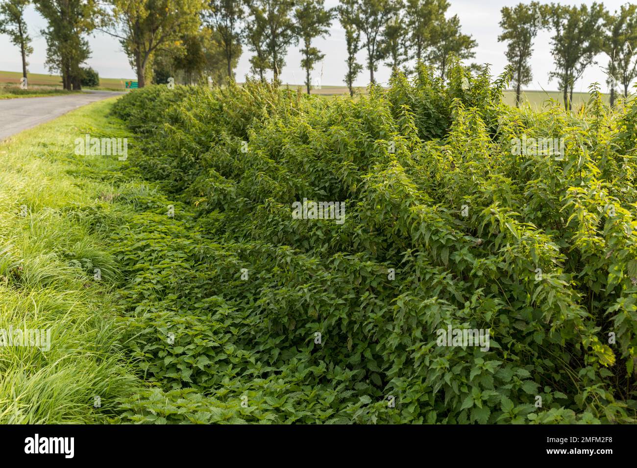 Enormi ortiche selvatiche in un fosso sulla strada. Foto Stock