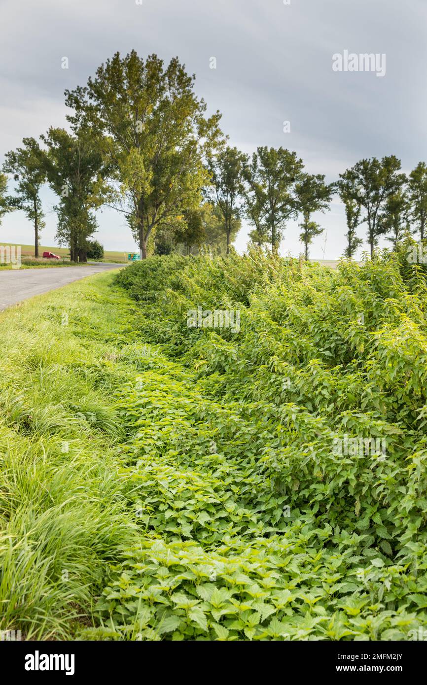 Enormi ortiche selvatiche in un fosso sulla strada. Foto Stock