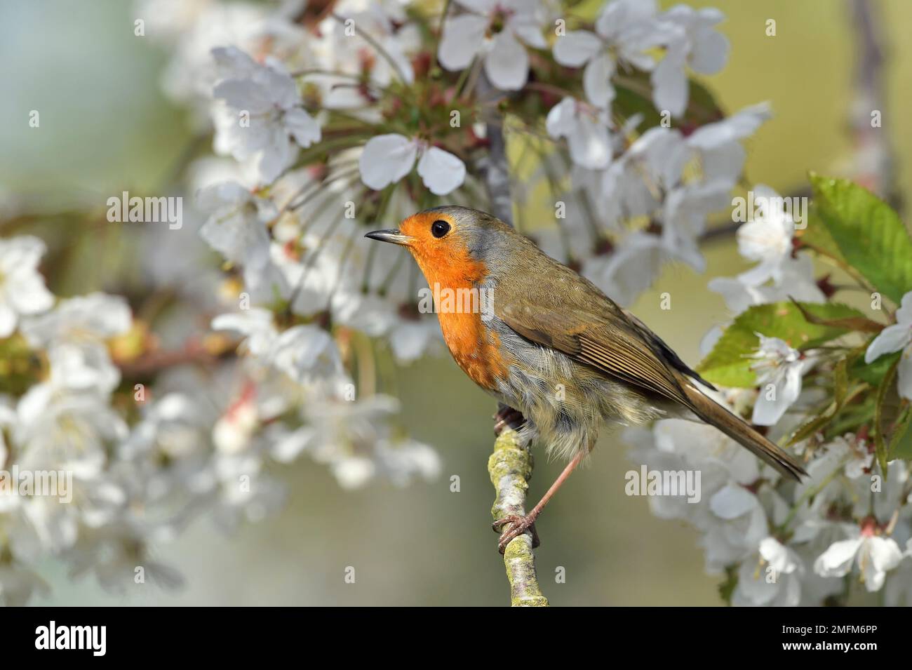 Robin (Erithacus rubecula) arroccato in ciliegio (Prunus avium) in fiore in primavera, Berwickshire, Scottish Borders, Scozia, aprile 2020 Foto Stock