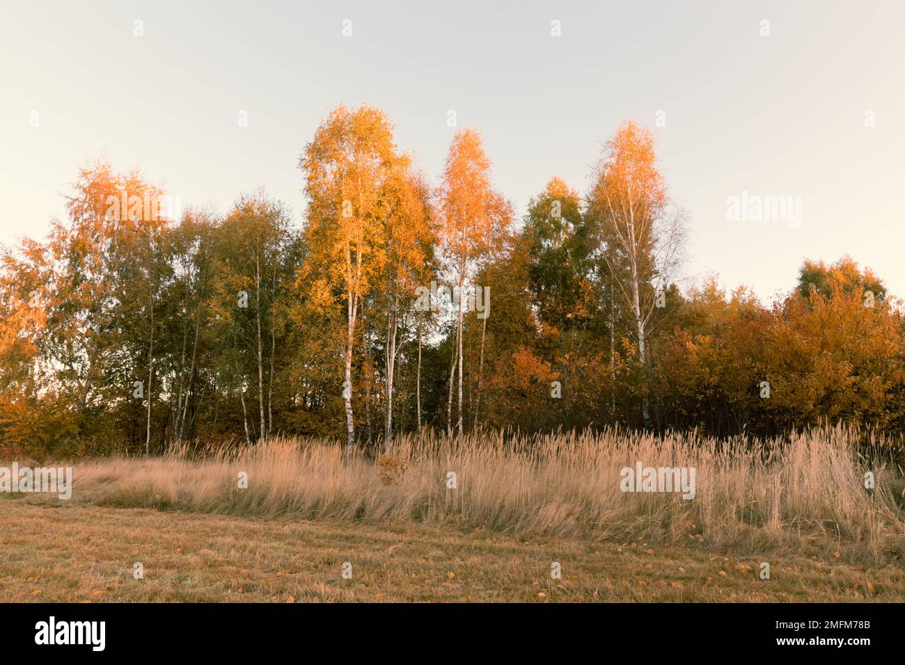 Corone di alberi gialli illuminate dal sole del mattino. Foto Stock