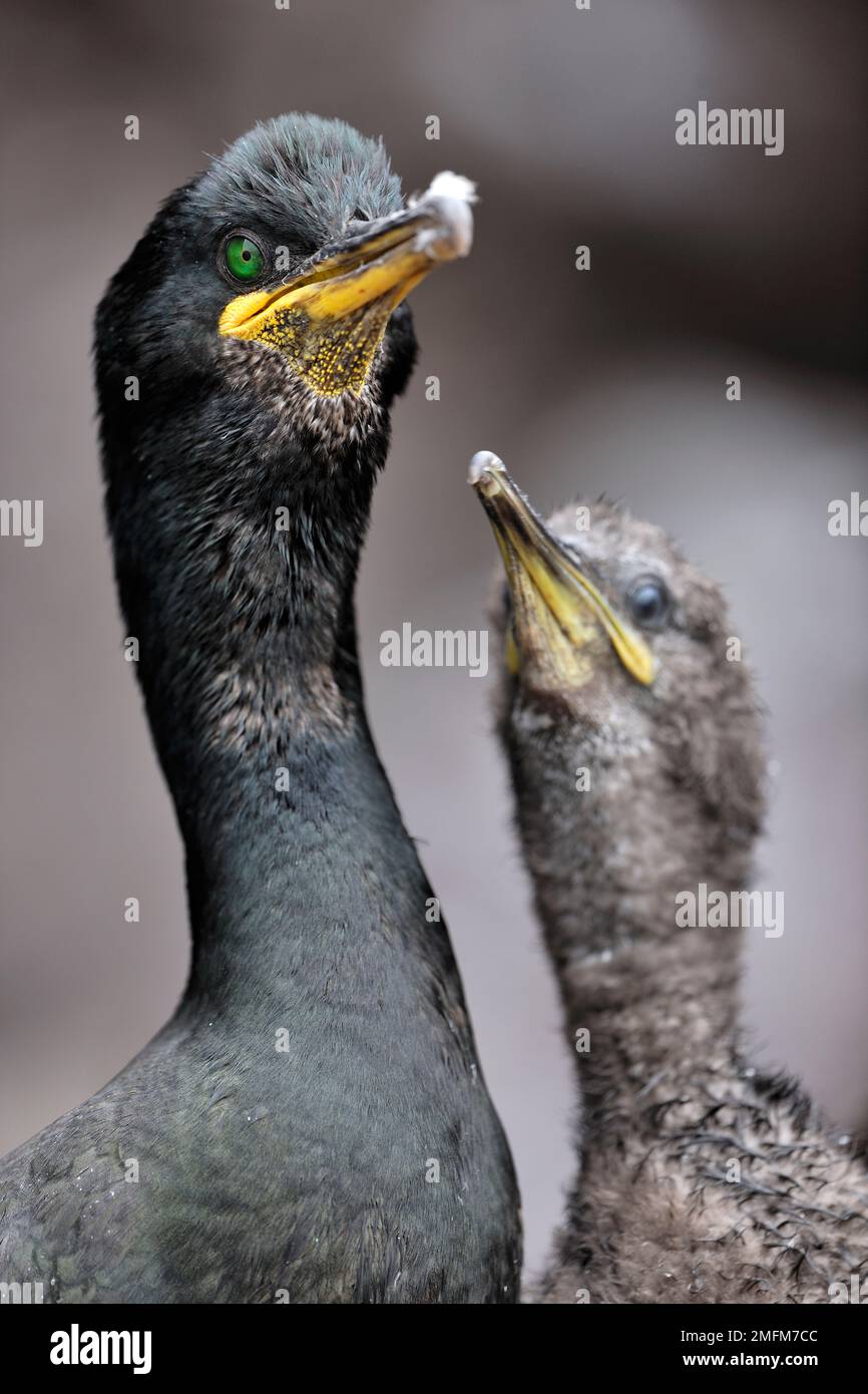 Shag (Phalacrocorax aristotelis) con pulcino a nido sulla Bass Rock, Firth of Forth, Scozia, 2012 luglio Foto Stock