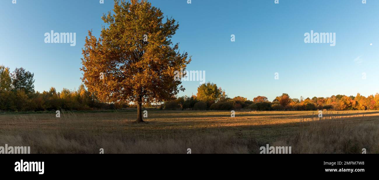 Un grande querce con foglie autunnali, isolato in una radura nel bosco. Panorama panorama.luce del mattino. Foto Stock