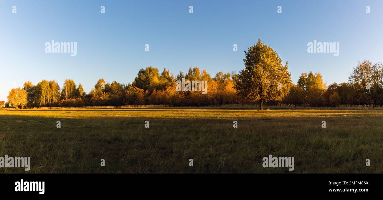 Un grande querce con foglie autunnali, isolato in una radura nel bosco. Panorama panorama.luce del mattino. Foto Stock