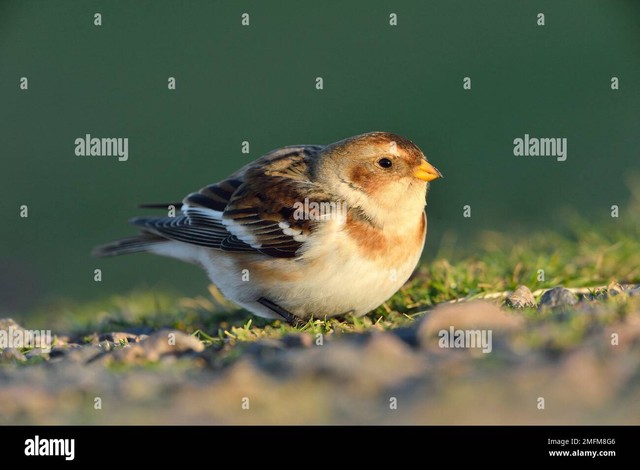 Snow Bunting (Pletrophenax nivalis) femmina nell'illuminazione del tardo pomeriggio, fotografata nel parcheggio di St Abbs Head NNR, Berwickshire, Scozia Foto Stock