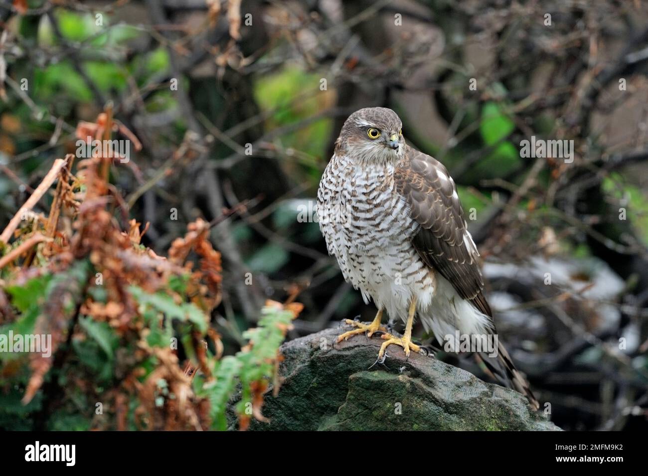 Sparrowwk (Accipiter nisus) uccello femmina arroccato in giardino rockery dopo il tentativo fallito di catturare un uccello da giardino, Berwickshire, Scozia Foto Stock