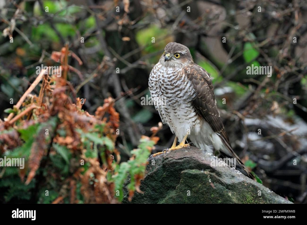 Sparrowwk (Accipiter nisus) uccello femmina arroccato in giardino rockery dopo il tentativo fallito di catturare un uccello da giardino, Berwickshire, Scozia Foto Stock