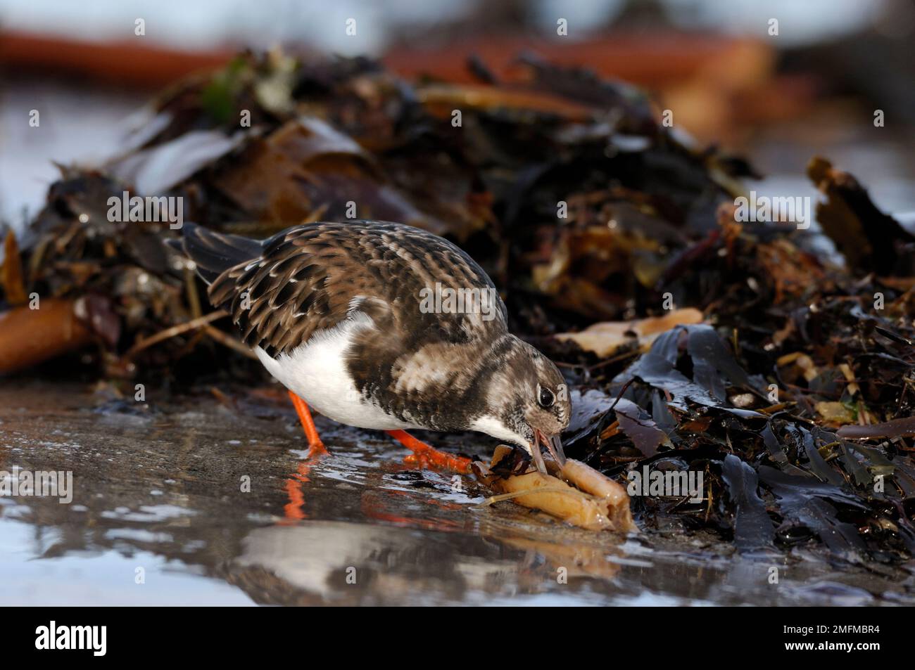 Turnstone (Arenaria interpres) singolo uccello che indaga gambo di kelp morto per la preda invertebrata a bassa marea su spiaggia sabbiosa, Northumberland, Inghilterra, gennaio Foto Stock