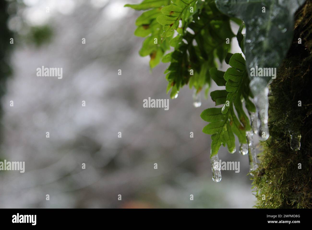 Macro primo piano ciclicoli su felci - naturale inverno foresta sfondo concetto con spazio copia Foto Stock